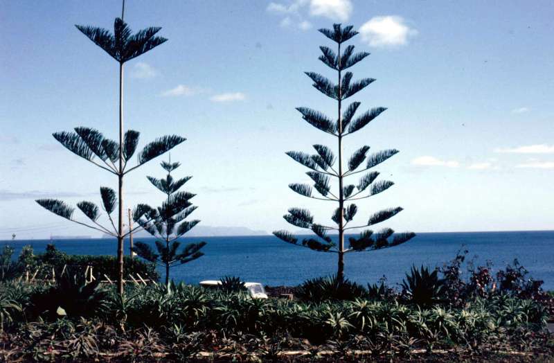 19860308-Madeira.jpg